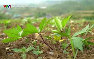 Khám phá Việt Nam: Vườn đương quy trên cao nguyên