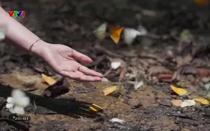 S - Việt Nam: Mùa hội rừng ở Cúc Phương