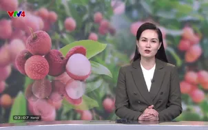 Bản tin tiếng Pháp - 04/6/2025