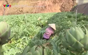 Tây Nguyên hôm nay: Phát triển và nâng tầm