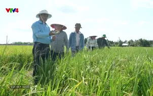 Bản tin tiếng Việt 12h VTV4 - 07/6/2025