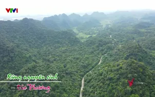 V - Việt Nam: Rừng Cúc Phương