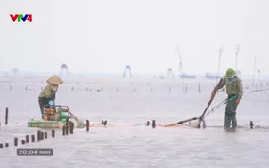 Đầm ngao ở biển Cồn Đen