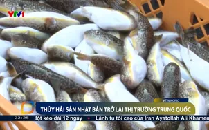 Thủy hải sản Nhật Bản chở lại thị trường Trung Quốc
