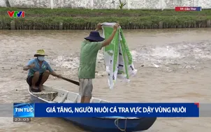 Giá tăng, người nuôi cá tra vực dậy vùng nuôi