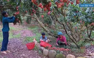Xuất khẩu vải thiều giảm, chế biến sâu nâng cao giá trị nông sản