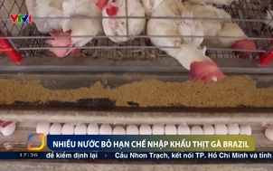 Nhiều nước bỏ hạn chế nhập khẩu thịt gà Brazil