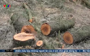 Rừng phi lao phòng hộ bị đốn hạ