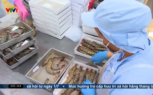 Xuất khẩu thủy sản nỗ lực giữ tăng trưởng 