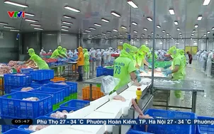 Để xuất khẩu cá tra bền vững vào Mỹ