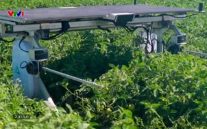 Diệt cỏ dại theo cách thông minh bằng robot A.I