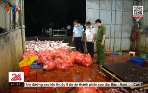 Khởi tố 3 đường dây buôn bán lợn bệnh, lợn chết