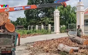 Đốn hàng loạt cây xanh tại trụ sở xã để bán củi