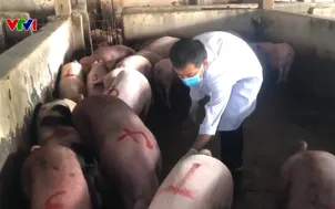 Ngăn chặn các mối nguy hại từ lợn nhiễm bệnh