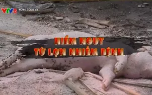 Ngăn chặn các mối nguy hiểm từ lợn nhiễm bệnh