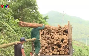 Hoàn thiện dữ liệu đáp ứng quy định chống phá rừng của EU