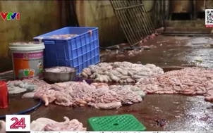 Mạng lưới tiêu thụ thịt lợn bệnh, lợn chết 