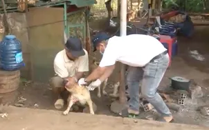 Tăng cường phòng chống bệnh dại