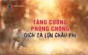 Tăng cường phòng chống dịch tả lợn châu Phi