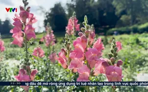 Vườn trái cây mùa du lịch