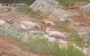 Quảng Ngãi bắt cơ sở thu gom lợn dịch