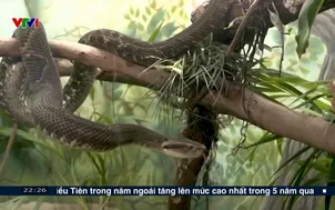Chống nọc độc rắn bằng A.I