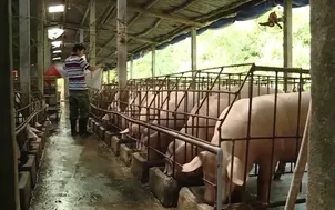 Tiêu điểm: Tăng cường các giải pháp phòng chống dịch tả lợn Châu Phi