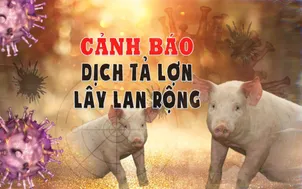 Cảnh báo dịch tả lợn lây lan rộng