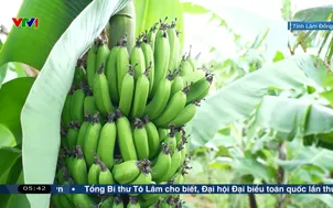 Ngày mới tại vườn chuối Laba tiến vua
