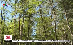 Sáng kiến thị trấn không phát thải của Nhật Bản