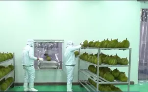Ban hành quy trình kiểm soát an toàn thực phẩm với sầu riêng xuất khẩu