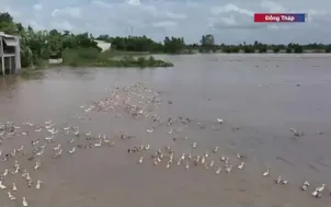 Mong chờ mùa lũ đẹp