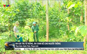 Đa giá trị từ rừng, đa sinh kế cho người trồng