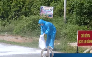 Cấp bách phòng chống dịch tả lợn châu Phi