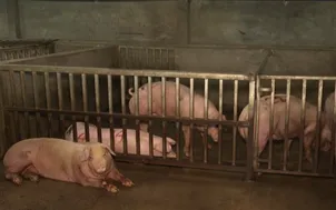 Đắk Lắk: Kiểm soát dịch bệnh trên gia súc tại các cơ sở giết mổ