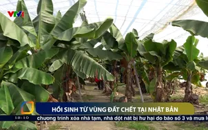 Hồi sinh từ vùng đất chết tại Nhật Bản