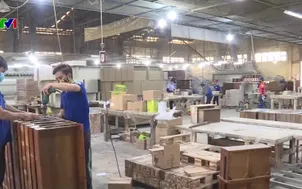 Gia tăng sản lượng gỗ lớn đáp ứng xuất khẩu 