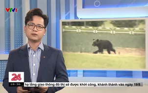 Nhật Bản: Hàng loạt vụ gấu tấn công người