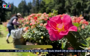 Trải nghiệm Portland, thành phố của hoa hồng