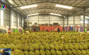 Đồng bộ quy trình để xuất khẩu sầu riêng bền vững 