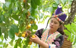 Mùa hồng chín mọng nơi miền biên viễn xứ Nghệ