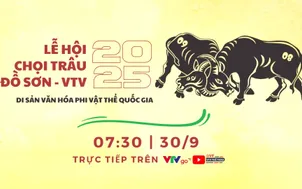 Xem trực tiếp Lễ hội chọi trâu truyền thống Đồ Sơn 2025 trên VTVgo
