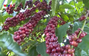 Sống Xanh: Cơ hội cho cà phê Gia Lai