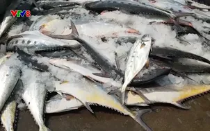 Sống xanh: Quảng Trị phát triển kinh tế vùng bãi ngang