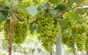 Đắk Lắk: Phát triển ngành nông nghiệp theo hướng kinh tế xanh