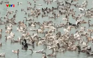 Tây Nguyên hôm nay: Đắk Lắk hỗ trợ phát triển kinh tế hộ gia đình (18/10/2025)