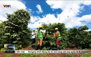 Canh tác sạch nâng cao chất lượng cà phê