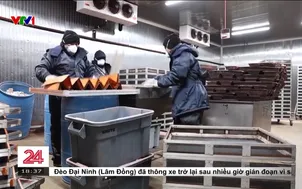 Cuộc chiến sinh học bảo vệ ngành chăn nuôi Mexico