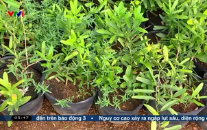 Nông nghiệp chuyển mình theo hướng xanh bền vững