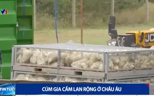 Cúm gia cầm lan rộng ở châu Âu